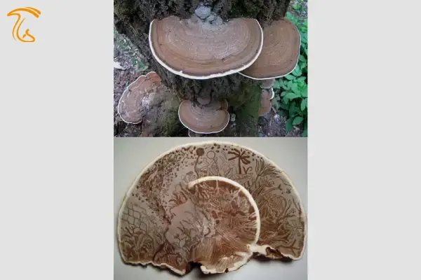 ماشروم براکت هنرمند The Artist's Bracket یا Artist's Conk