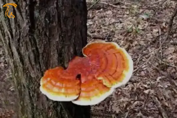 قارچ جنگلی خوراکی چاگا