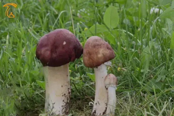 قارچ کلاهک شرابی