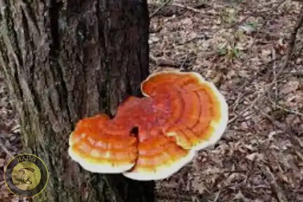 قارچ جنگلی خوراکی چاگا