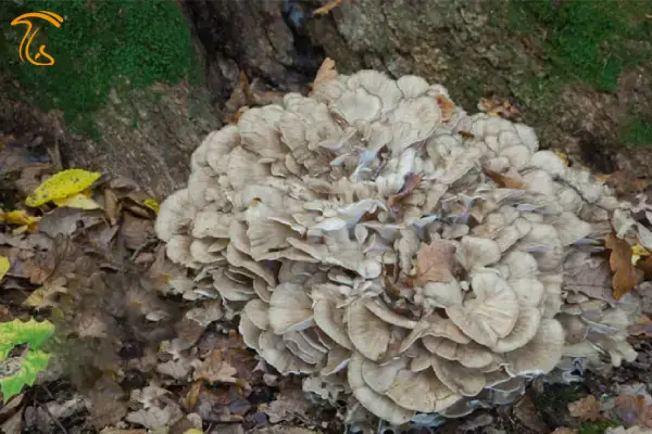 قارچ مرغ جنگلی