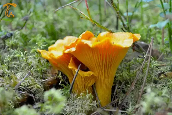 قارچ چنترل یا چنترلا که در ایران به زردکیجا معروف است