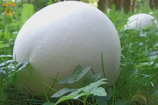 قارچ پفکی یا پاف بال