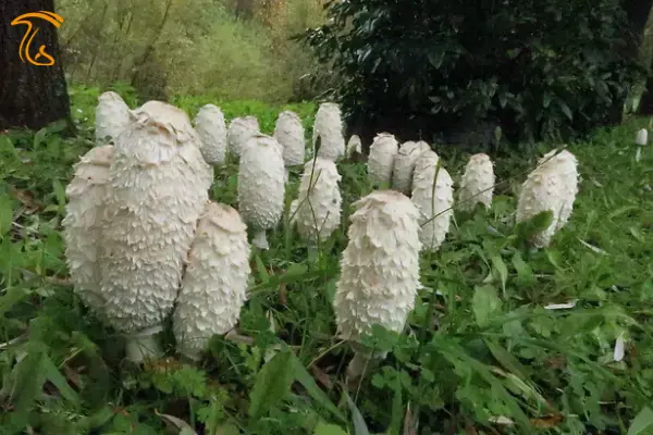 ماشروم یال پشمالو یا کلاه گیس قاضی