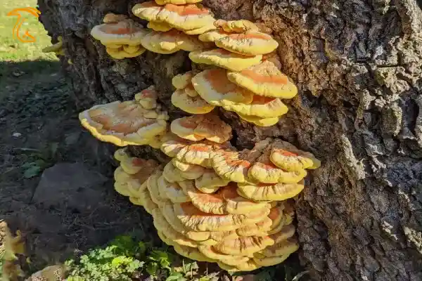 ماشروم جوجه جنگلی