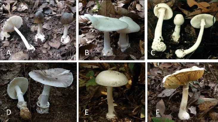 چند نمونه از قارچ های سمی خانواده آمانیتا