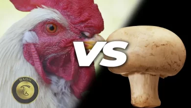 مقایسه قیمت قارچ با مرغ و گوشت در ایران و جهان