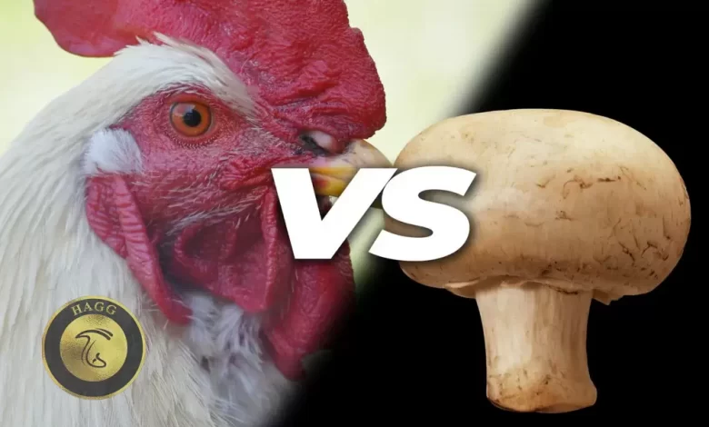 مقایسه قیمت قارچ با مرغ و گوشت در ایران و جهان