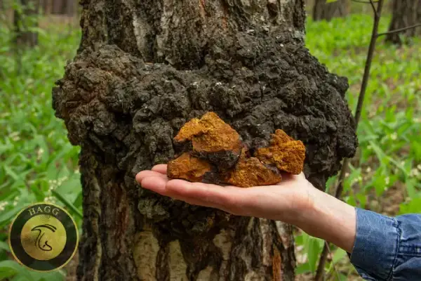 قارچ جنگلی خوراکی چاگا