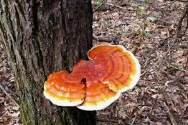 قارچ جنگلی خوراکی چاگا