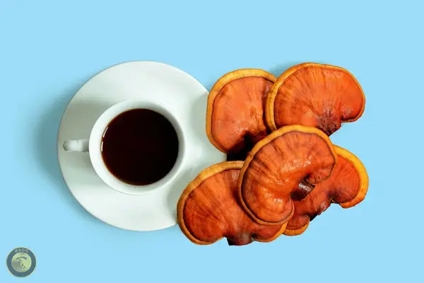 قهوه گانودرما