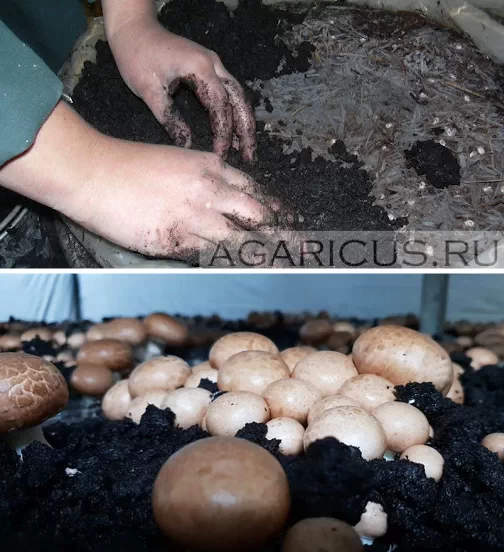 از خاک پیت برای پوشاندن سطح کمپوست و شوک برای رشد بذر قارچ استفاده میکنند