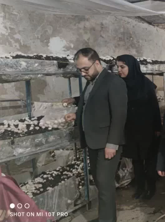 بازدید از کارگاه پروش قارچ به عنوان طرح های اشتغال موفق بهزیستی شهرستان