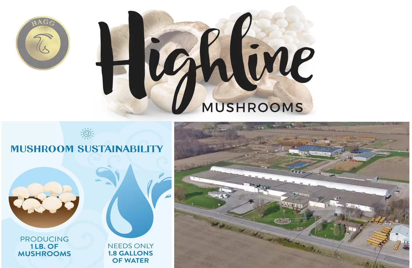 کارخانه هایلاین ماشرومز (Highline Mushrooms)، به عنوان بزرگترین پرورش دهنده قارچ ارگانیک جهان با چالش تامین آب روبرو است