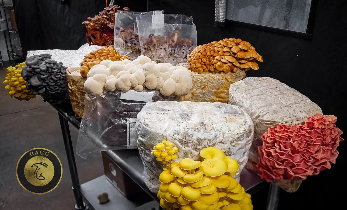 پرورش قارچ اگزوتیک سودآورتر از قارچ دکمه ای