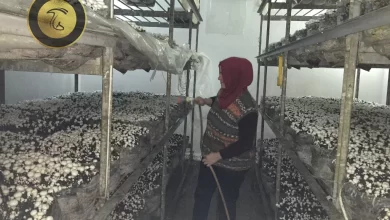اجرای طرح ملی زنان كارآمد با تمرکز بر توسعه کشت و پروش قارچ