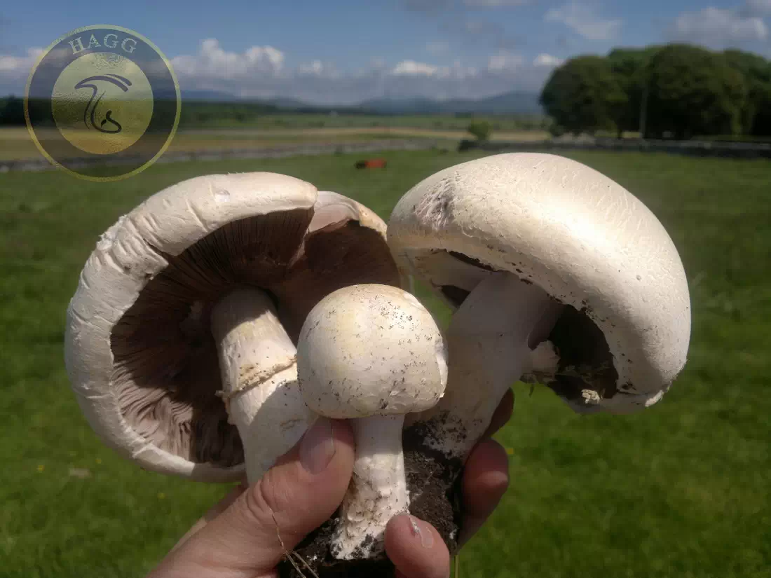 چگونگی تشخیص قارچ سمی از خوراکی