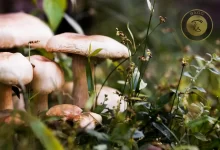 اهمیت قارچ های بومی در طبیعت و اکوسیستم