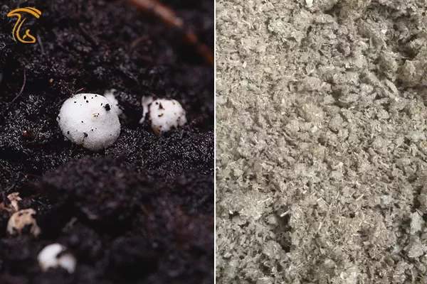 بستر مبتنی بر الیاف چوب بجای خاک پیت ماست برای کشت قارچ دکمه ای