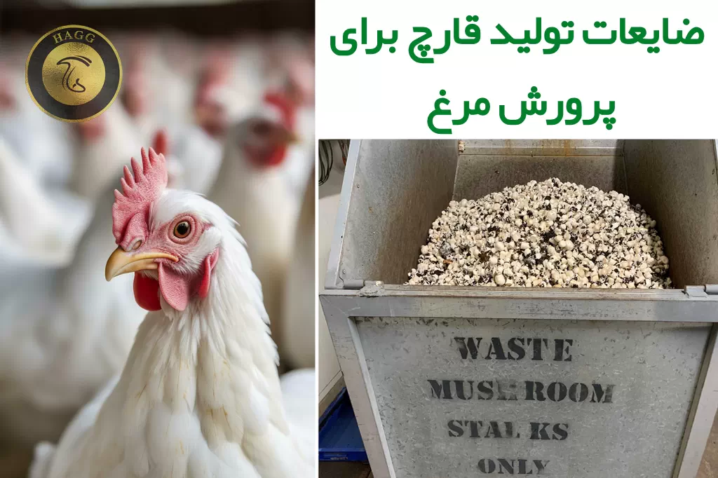 استفاده از ضایعات تولید قارچ برای پرورش مرغ گوشتی