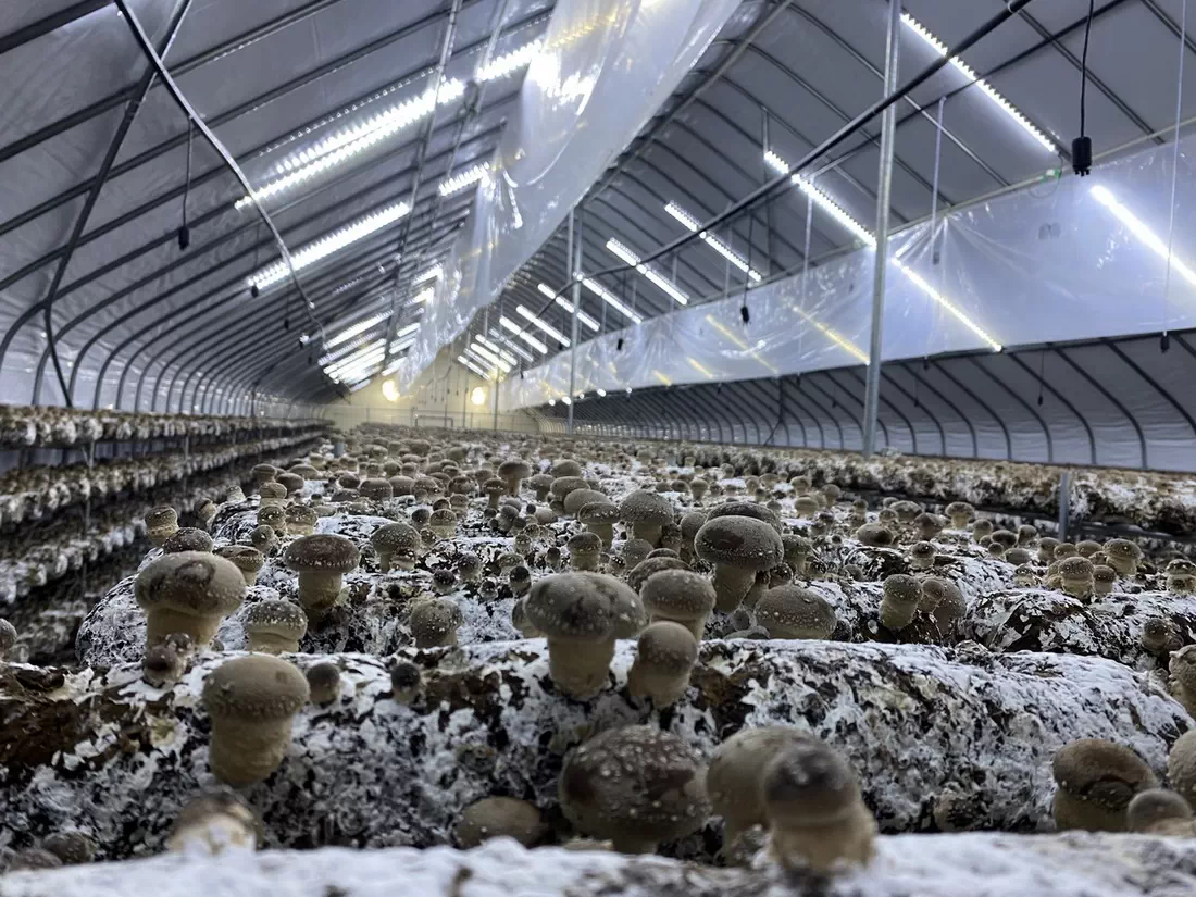 آشنایی با کارخانجات تولید قارچ‌ اگزوتیک 
