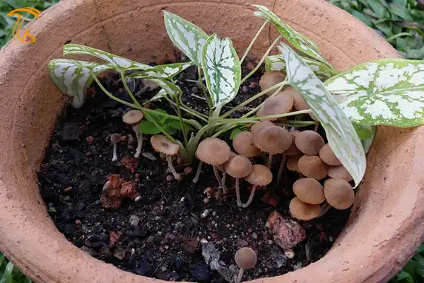 رویش قارچ چتری در گلدان