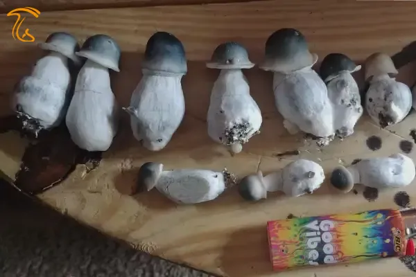 قارچ جادویی آلبینو A+