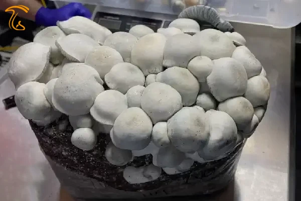 سویه جذر و مد قارچ جادویی ایپ Tidal Wave