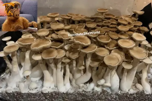 نژاد ملمک ماشروم ایپ Melmac