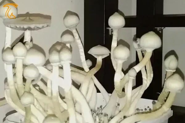 سویه ساحل گنج ماشروم آلبینو