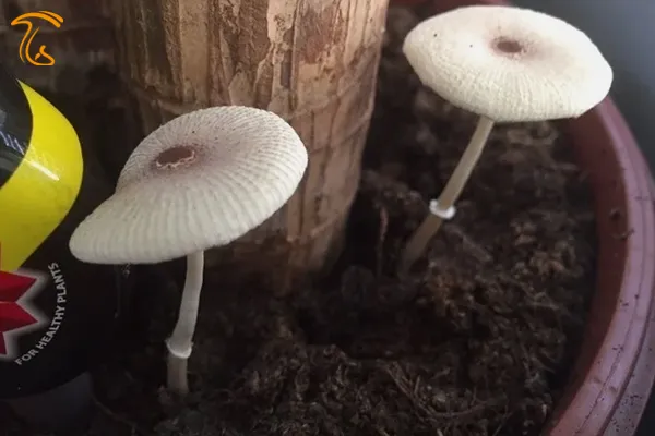 رویش قارچ چتری در گلدان
