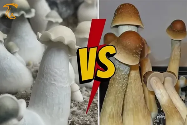 مقایسه و تفاوت ماشروم ایپ APE با ماشروم PE