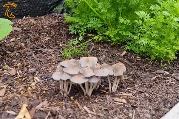 قارچ چتری گلدان سمی است؟