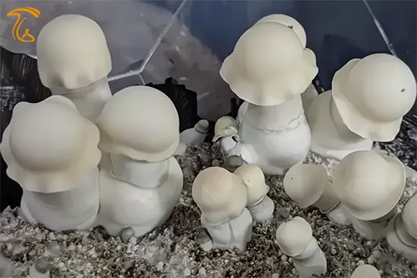 مجیک ماشروم ایپ (آلبینو پنیس انوی APE)