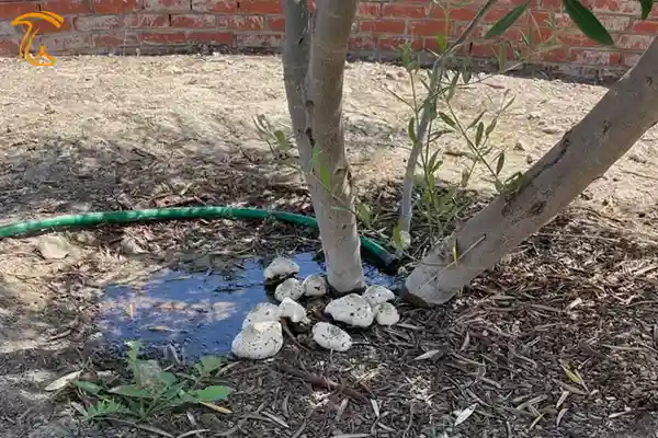رشد قارچ در حیاط منزل