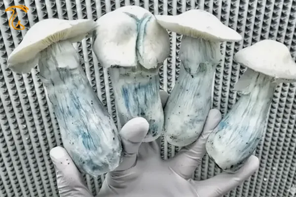 ماشروم آلبینو