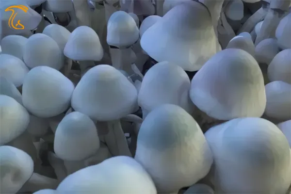 سویه آلت تناسلی ختنه نشده (Envy Uncut)