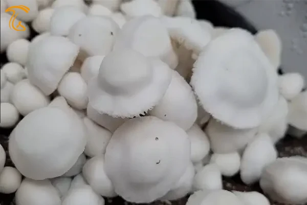 سویه هیبرید ماشروم ایپ