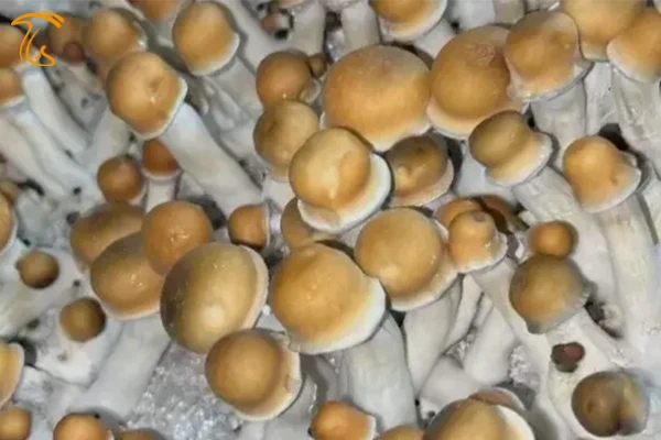 قارچ جادویی ایپ سویه Old Dirty Penis Envy