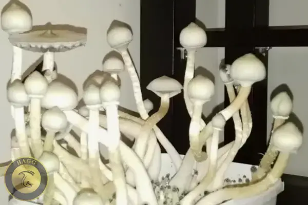 سویه ساحل گنچ ماشروم البینو