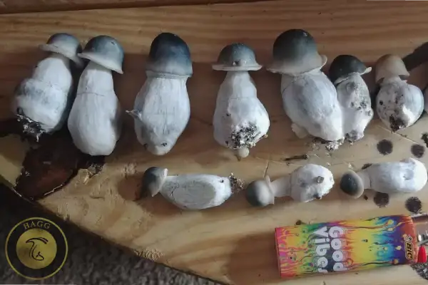 قارچ جادویی آلبینو A+