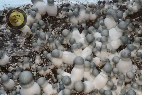 ماشروم نژاد APE (آلبینو پنیس انوی)