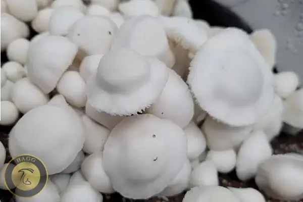 سویه ترس ماشروم APE