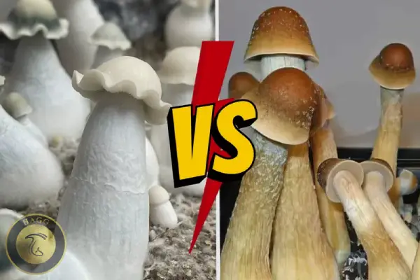 مقایسه ماشروم پنیس انوی با نژاد آلبینو