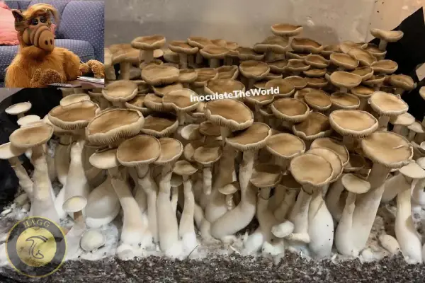 سویه ململک مشروم البینو پنیس انوی