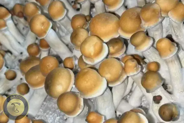 سویه کهنه و کثیف مشروم Albino A+