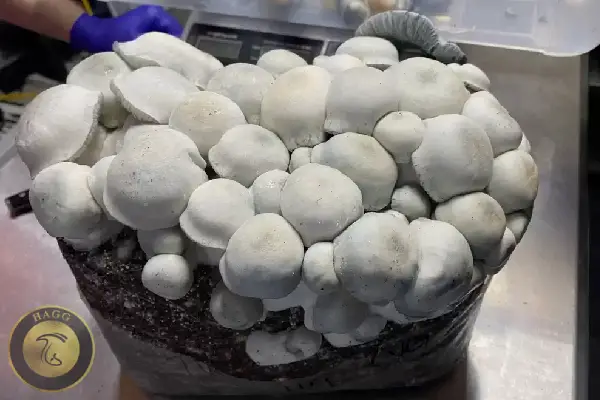 سویه جزر و مد ماشروم APE