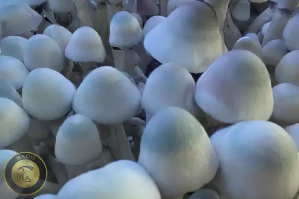 سویه uncut مشروم ایپ