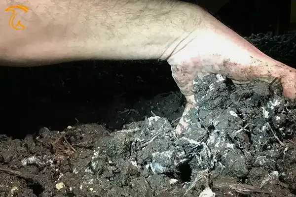 عملیات رافلینگ در پرورش قارچ دکمه ای Ruffling