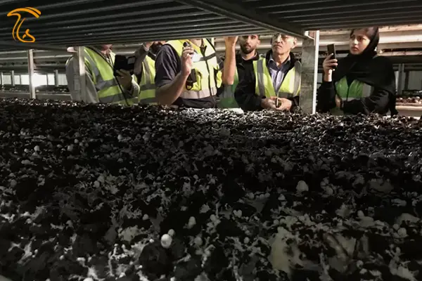 توزیع یکنواخت میسلیوم پس از رافل کردن